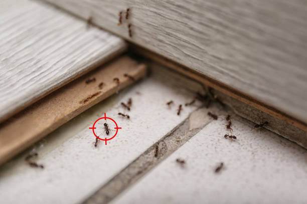 Best Bed Bug Extermination  in Morgan, UT