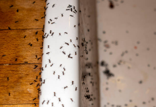 Pest Prevention Services in Morgan, UT