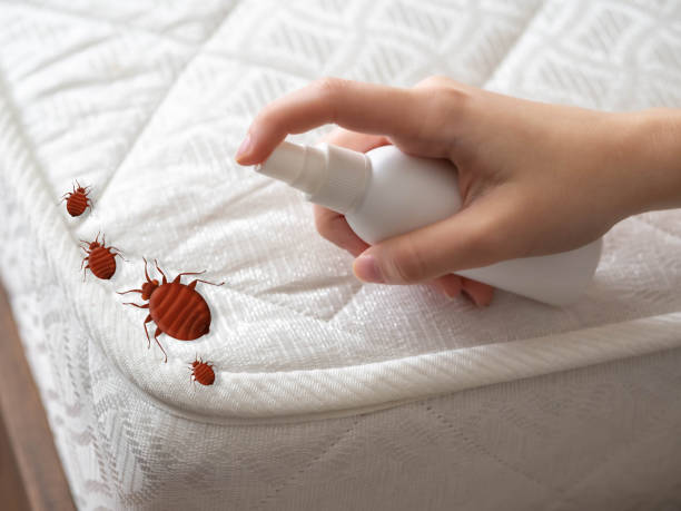 Best Bed Bug Extermination  in Morgan, UT
