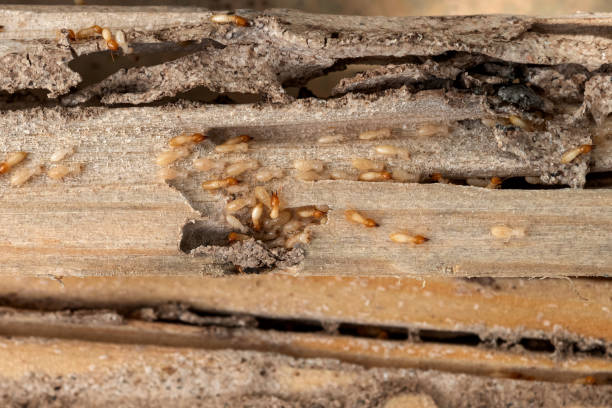 Best Wildlife Control Services  in Morgan, UT
