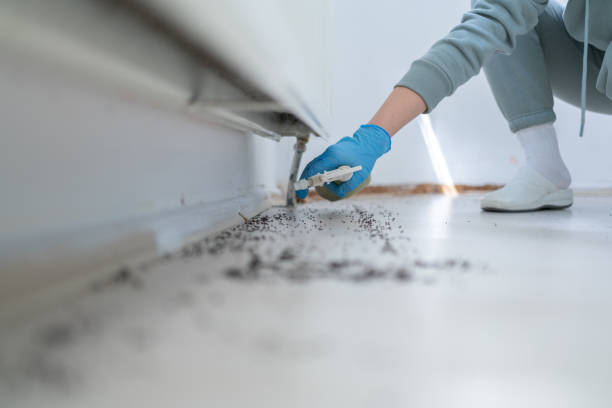 Best Rat Extermination Near Me  in Morgan, UT